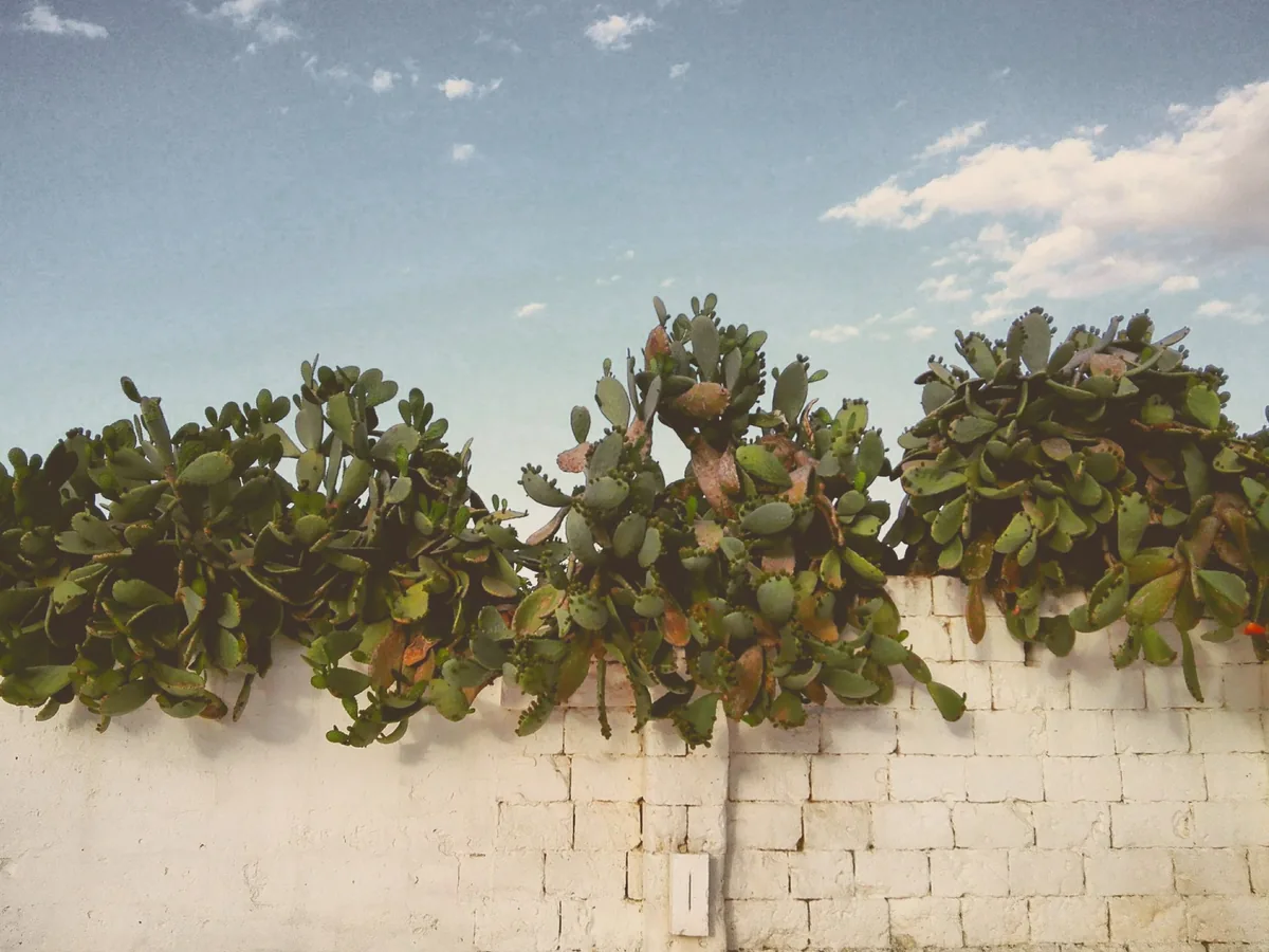Prickly pears above a white tufa wall