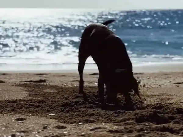 A dog on the empty beach in winter