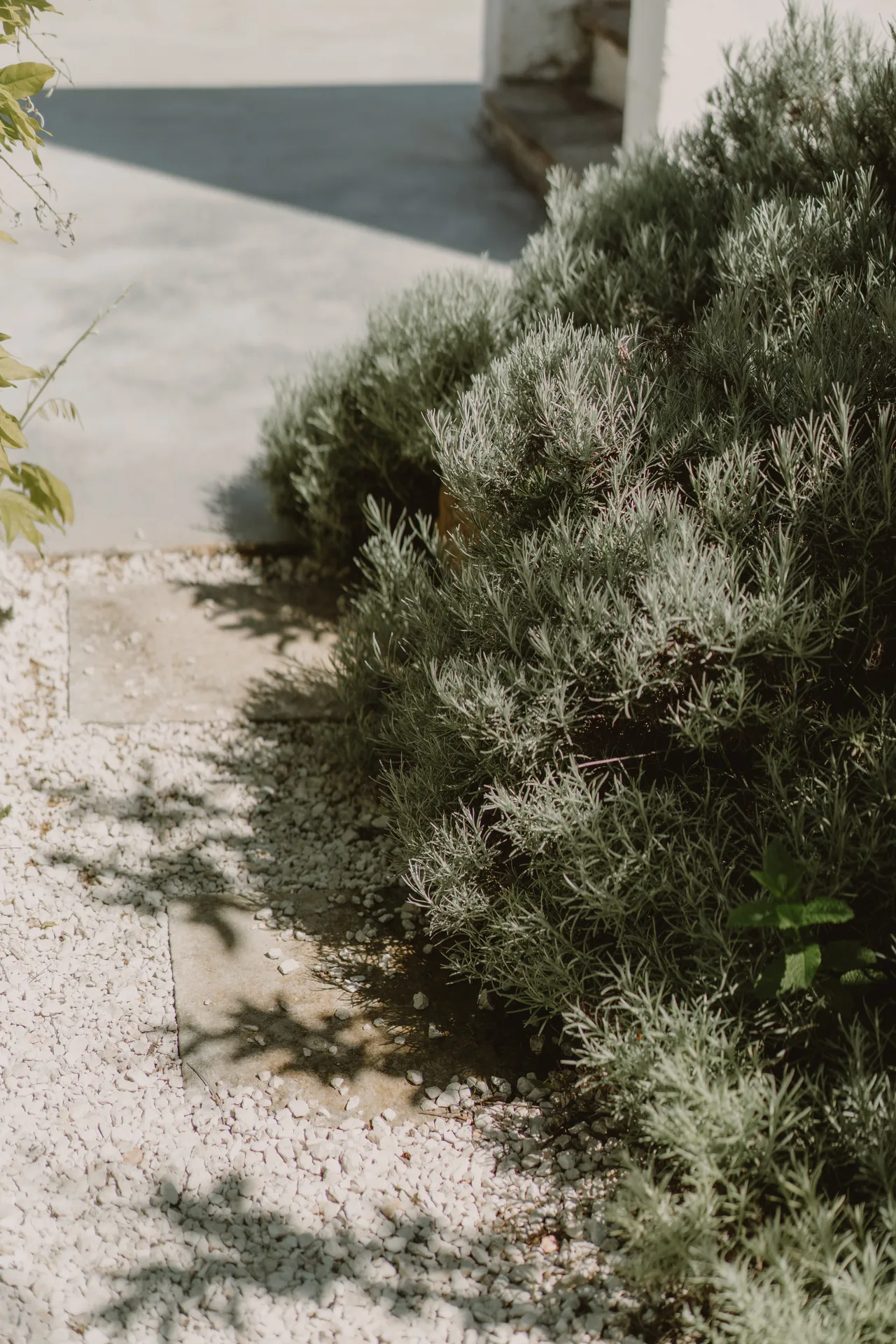Mediterranean shrubs in the garden