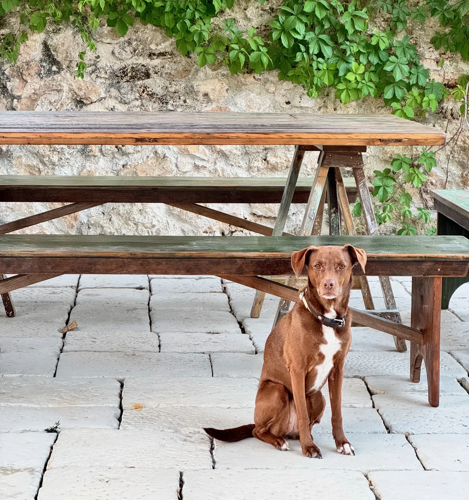 Un chien assis sur le dallage de pierre, devant une table en bois et un mur de vigne vierge