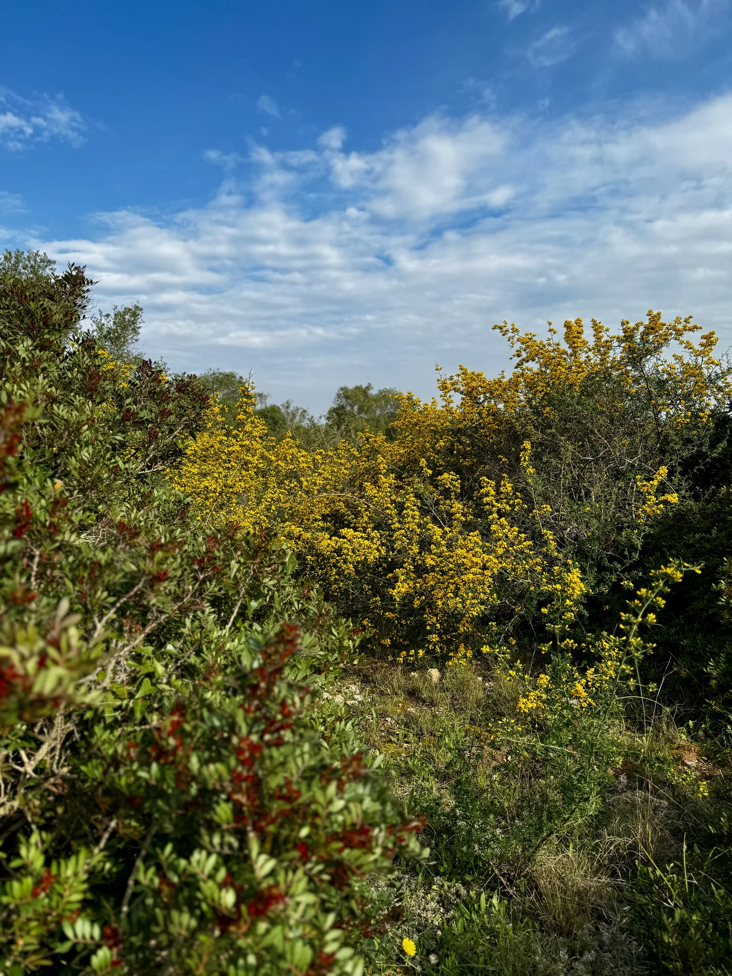 La ginestra in fiore.