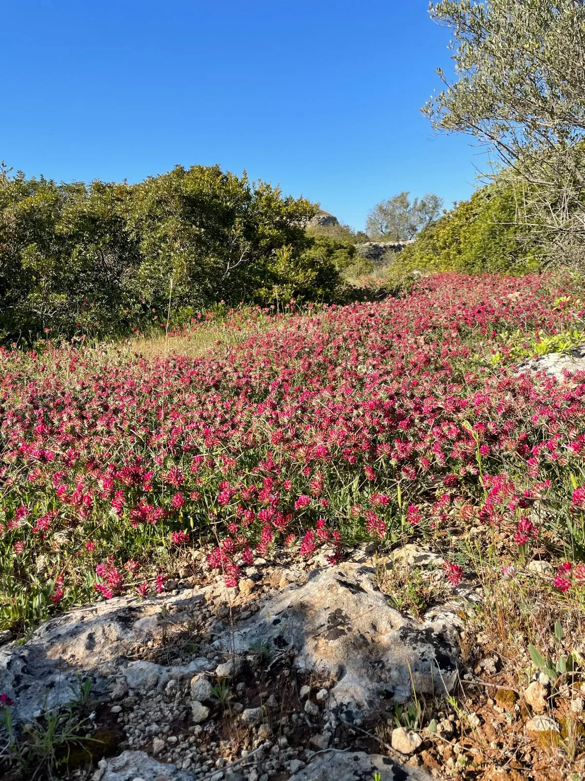 Fiori fra la macchia.