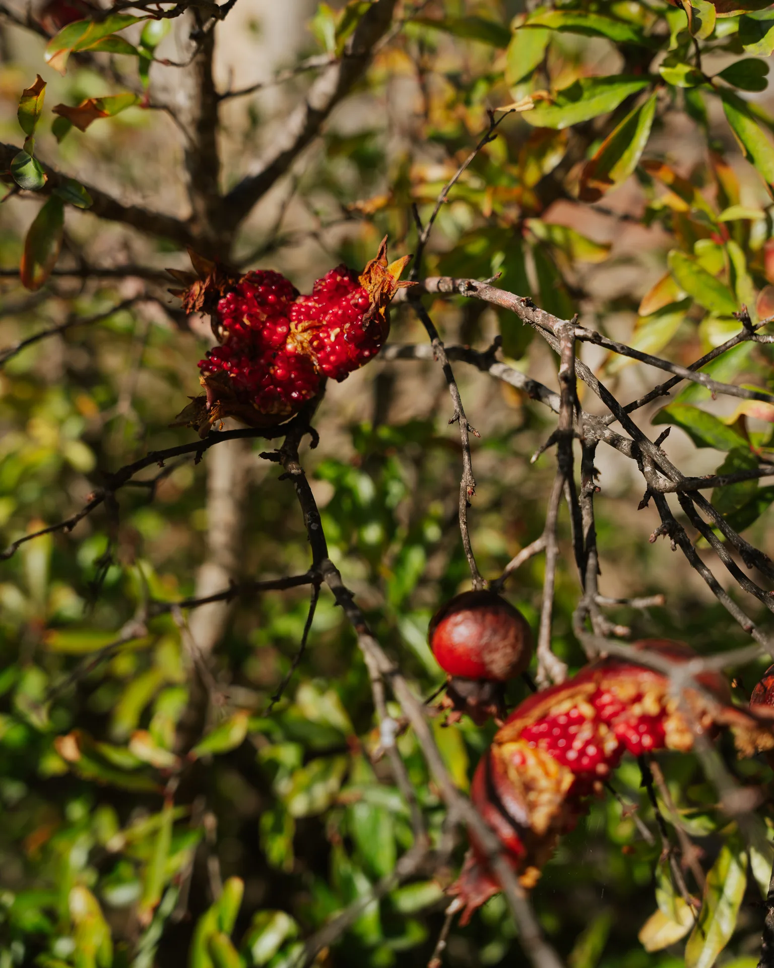 Ripe pomegranates splitting open on the branch in the garden