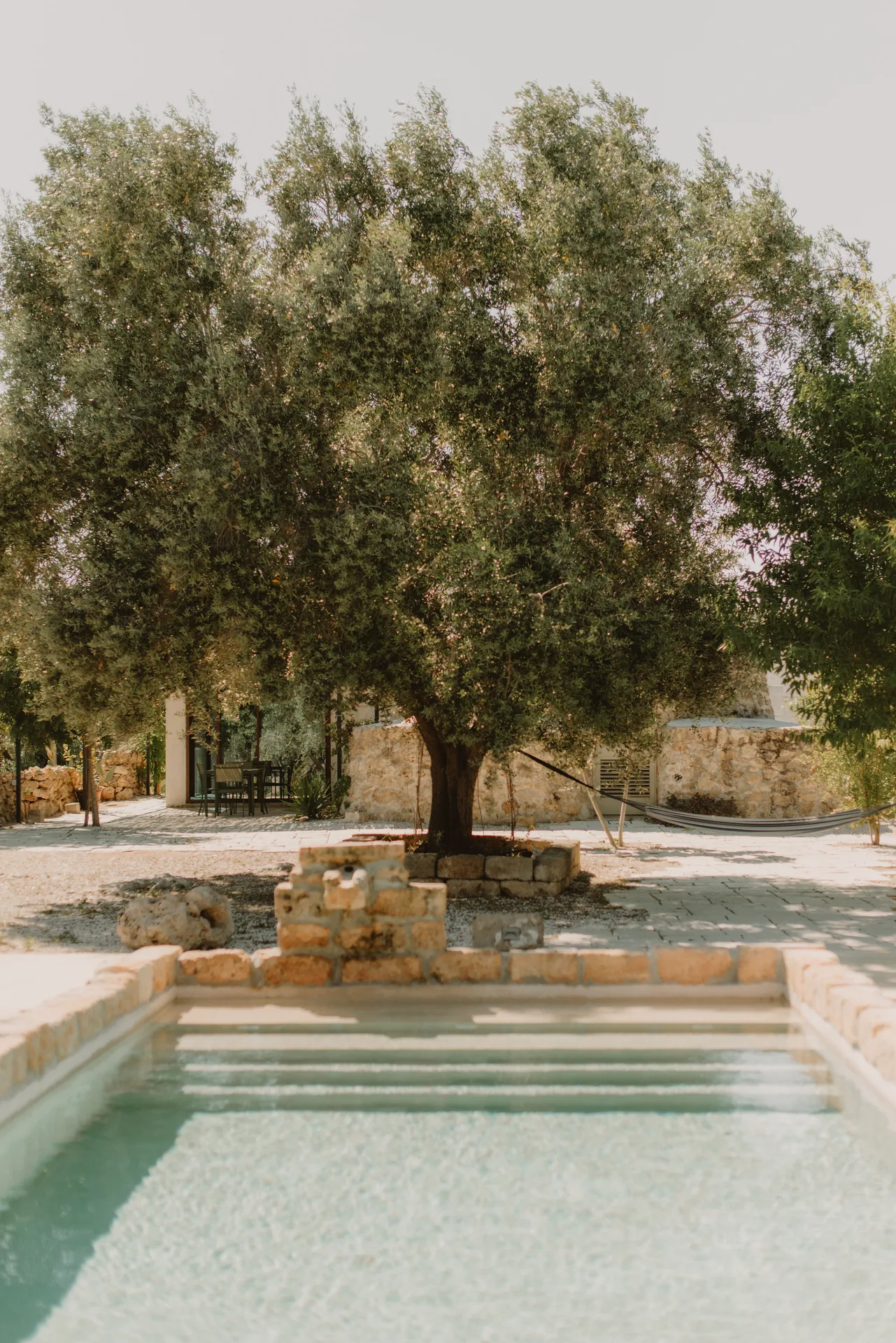 The pool steps and the old olive tree, from the water’s edge