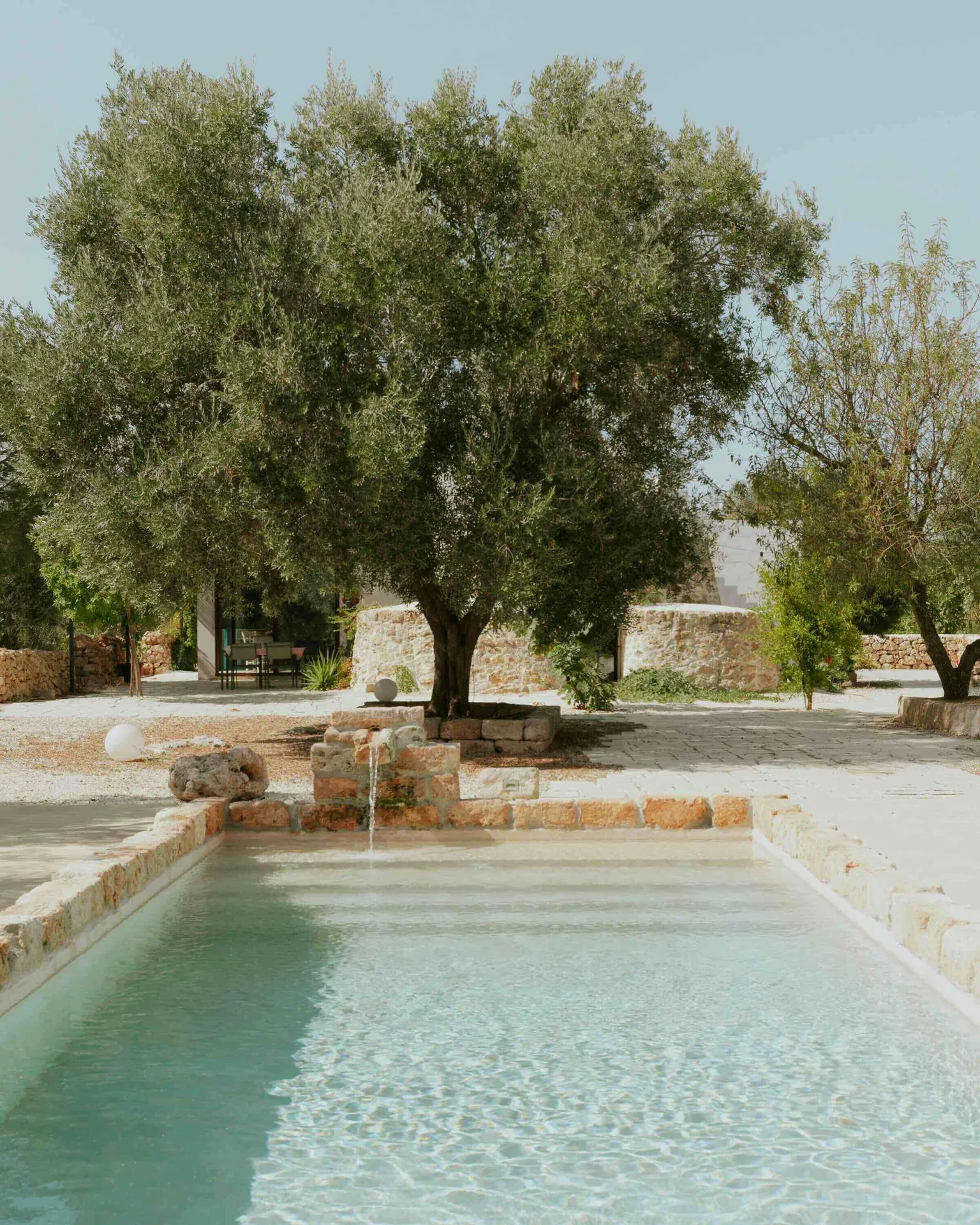 The private pool, with an old olive tree at its head