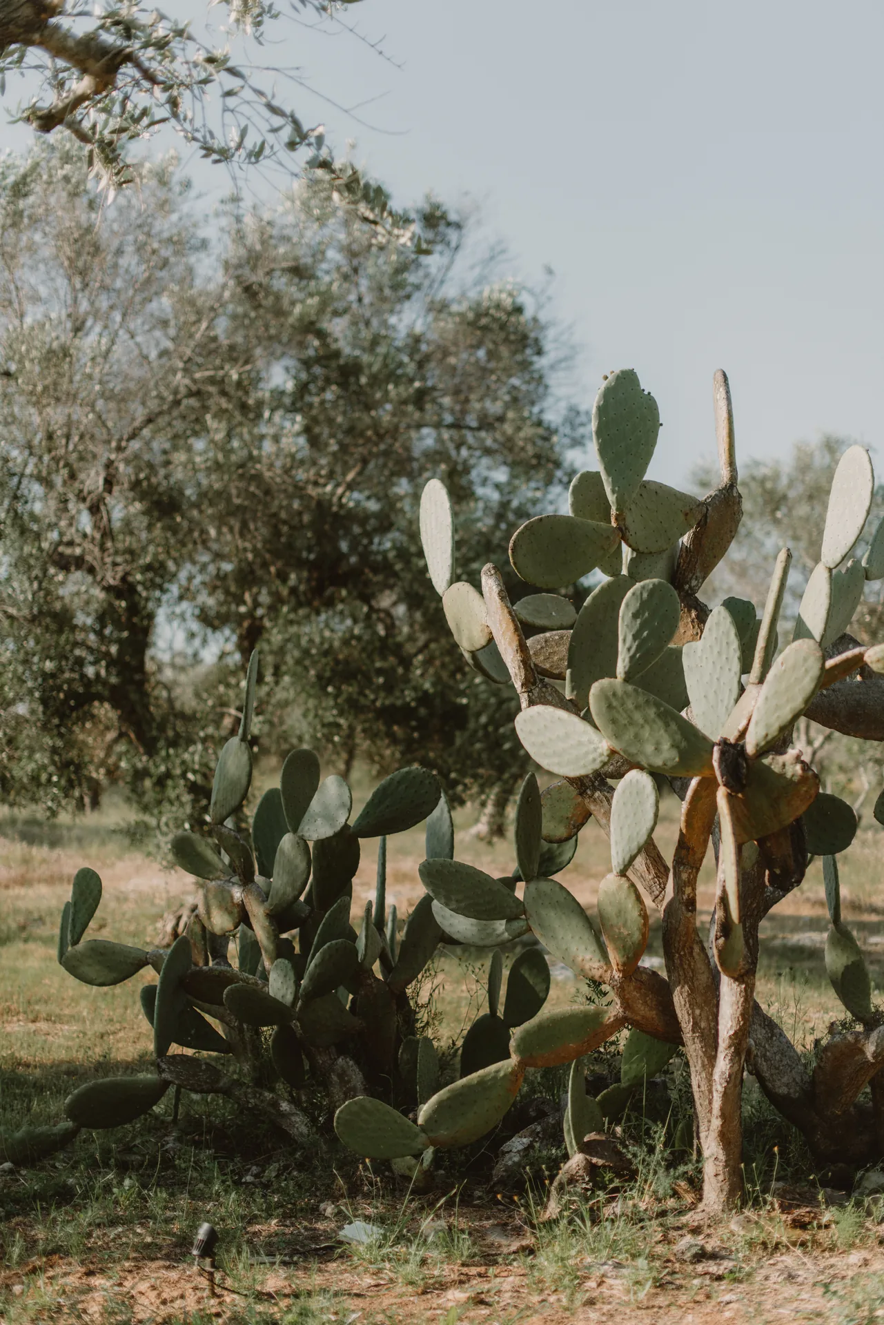 Prickly pears among the olive trees