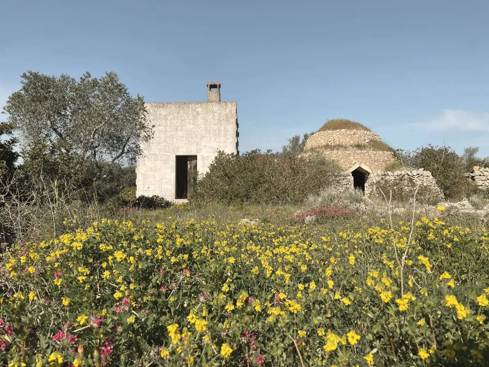 A white farmhouse and a stone trullo behind a meadow of yellow flowers
