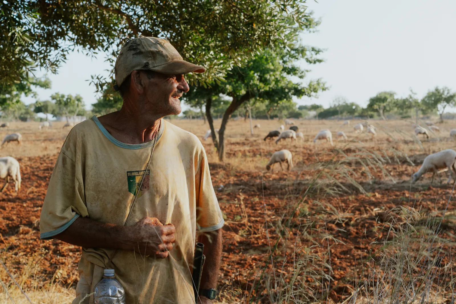 A shepherd in a cap among the olive trees, with sheep grazing