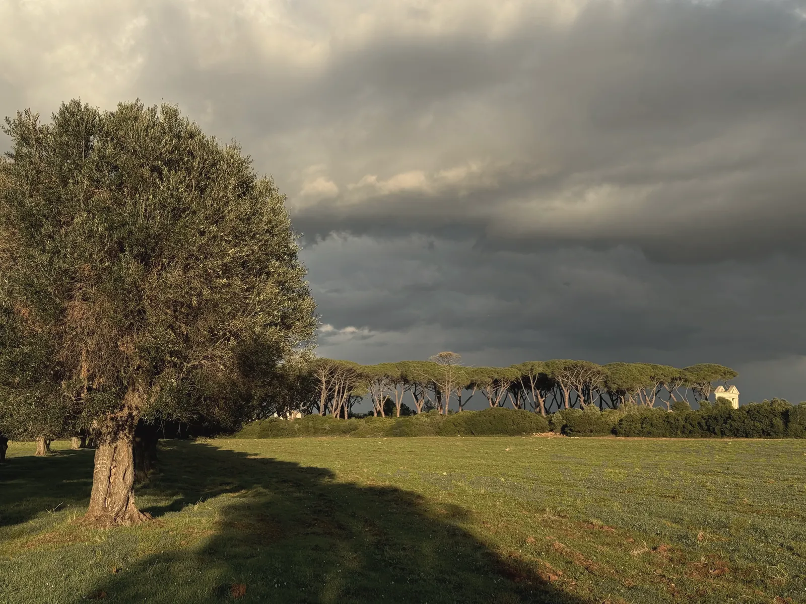 An olive tree in a green meadow under dark storm clouds