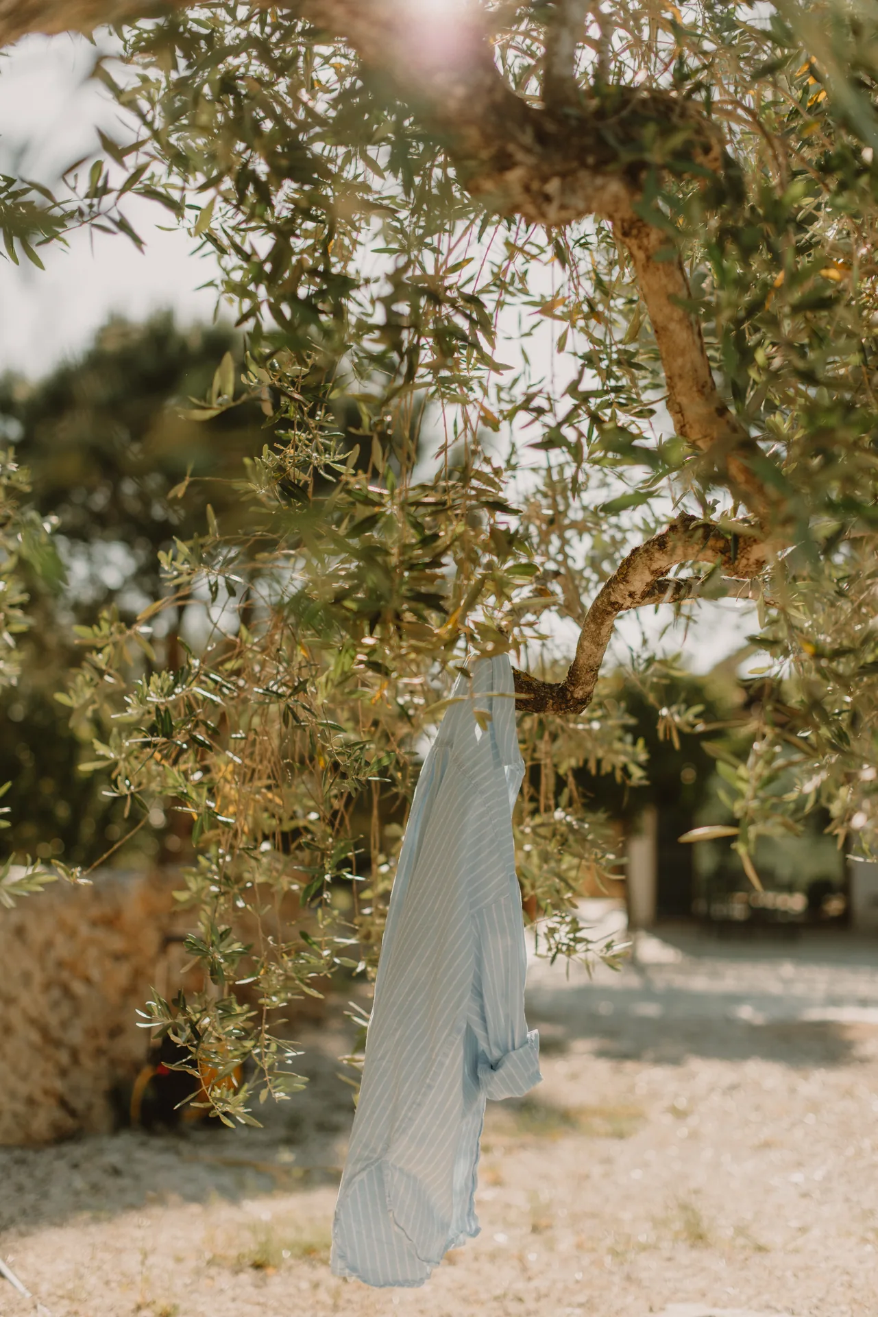A linen shirt drying on a branch of an olive tree