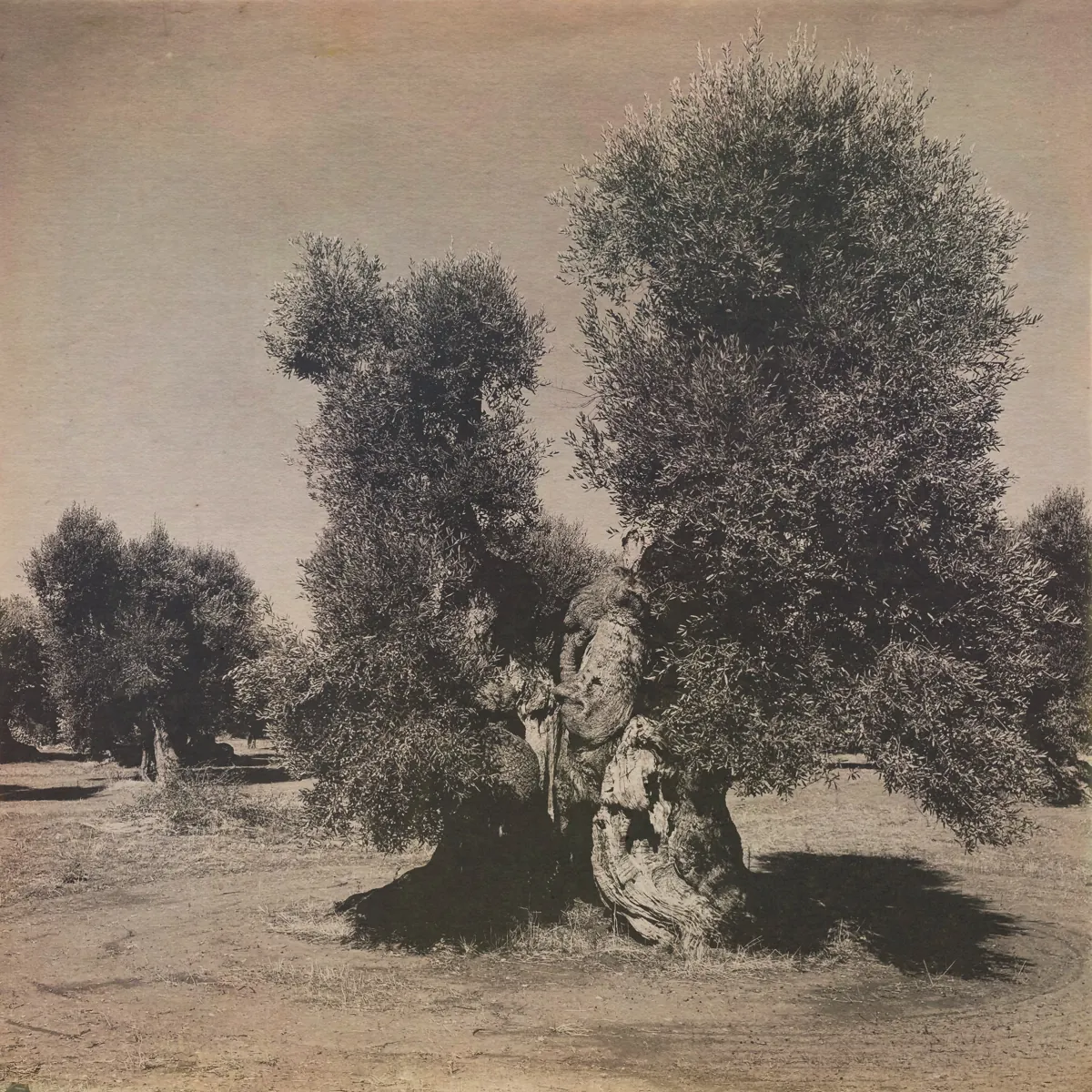 A gnarled olive tree at least five hundred years old, in sepia