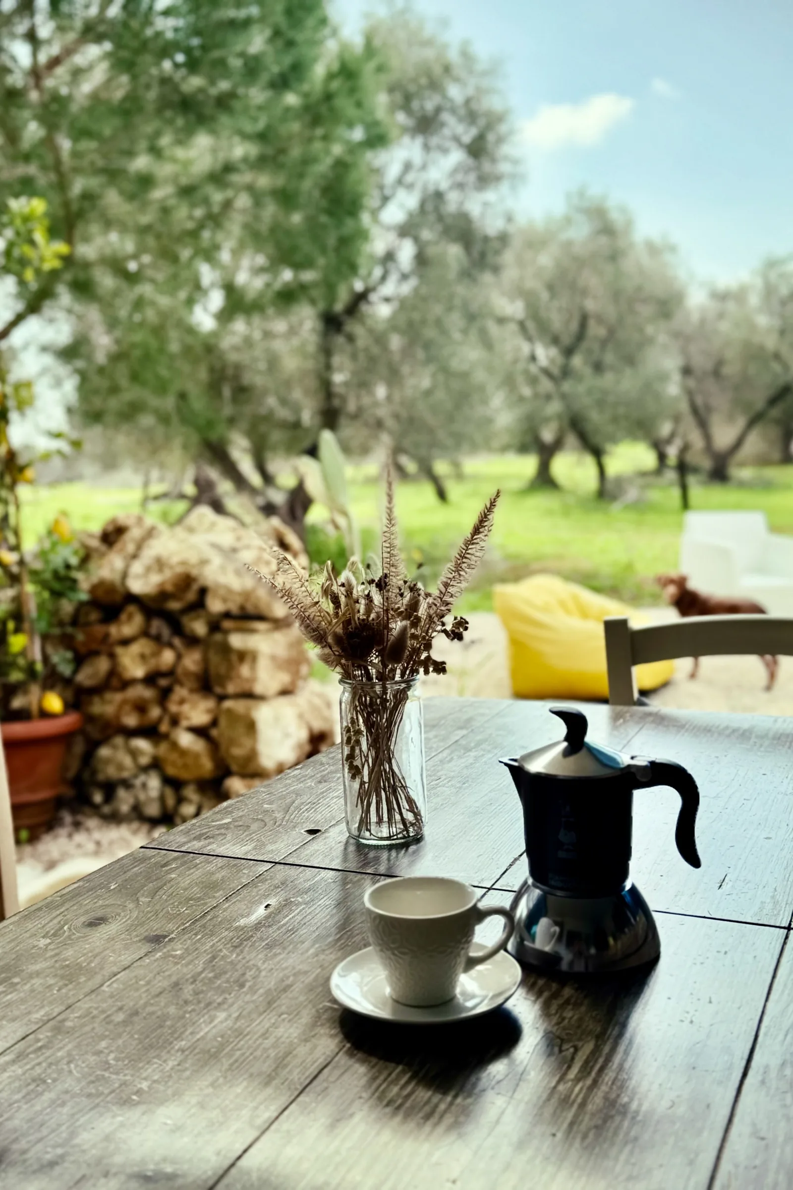 A moka pot and a cup on the outdoor table, facing the olive grove