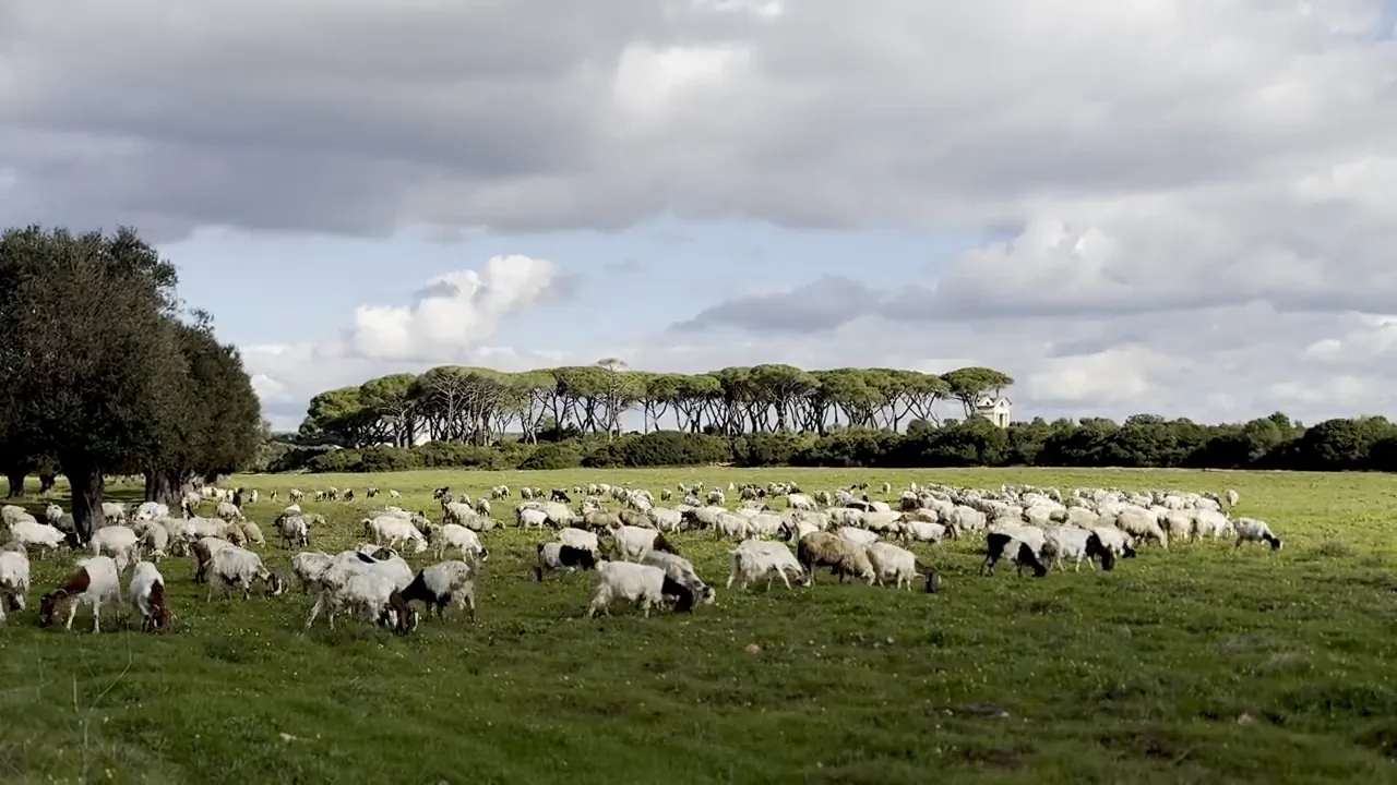 A flock grazing the green winter grass under the pines near Maruggio